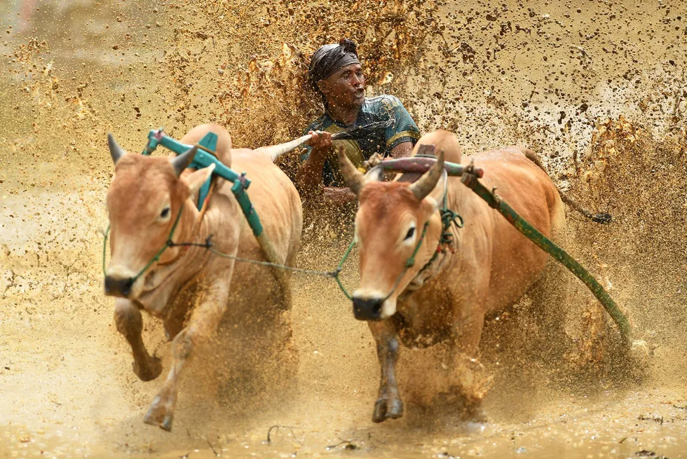 A traditional bull race, known as pacu jawi, in Sumatra, Indonesia.