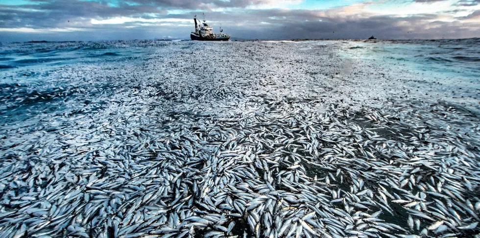 Sildedød etter notsprekk på Mørekysten 2019. Med dette bildet ble Audun Rikardsen hedret i den internasjonale naturfotokonkurransen «Wildlife photographer of the year».