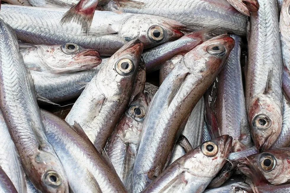 Kolmule blir i stor grad foredlet til fiskemel, som blant annet blir brukt i oppdrettsnæringen.