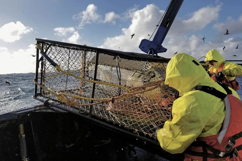 Last year marked the first time ever the Alaska snow crab fishery was called off, with regulators pointing to low recruitment levels for that fishery.