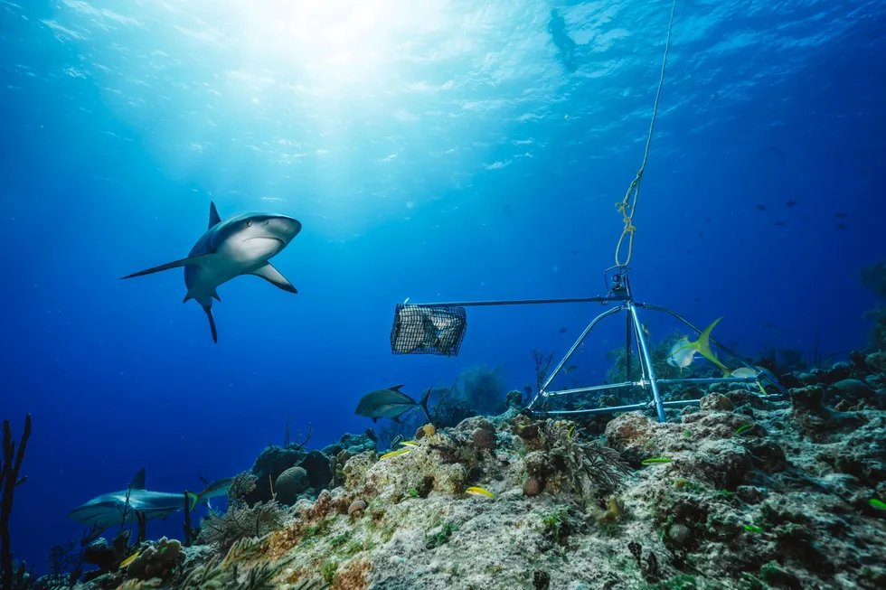 Disputed: an endangered Caribbean reef shark swimming by a baited remote underwater video system in the Bahamas