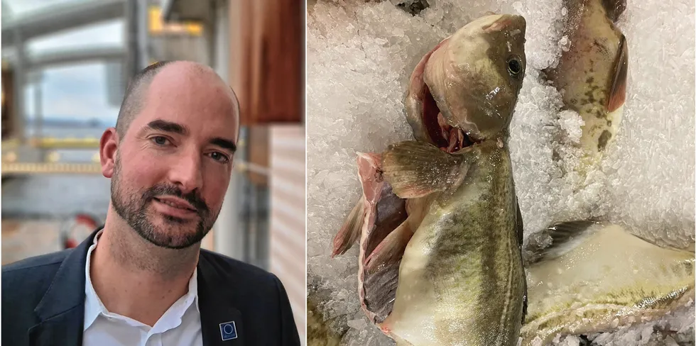 Christian Riber er administrerende direktør i Norcod, som forrige uke ble pålagt å slakte ut to merder på lokaliteten Frosvika. Pålegget kom i kjølvannet av at Fiskeridirektoratet fikk tips om mulig rømt oppdrettstorsk (bildet) i Meløy i januar.