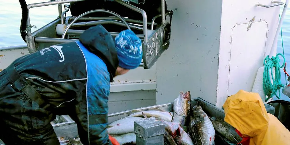 Om man overfører hele torskekvoten til kystflåten, ville dette gitt grunnlag for 2100 arbeidsplasser etter fratrekk av arbeidsplassveksttapet i trålflåten, skriver Torbjørn Trondsen.Arkivfoto: Jon Eirik Olsen