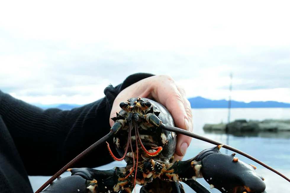 Økt fiske av hummer krever strengere vern, mener Fiskeridirektoratet. Det foreslås nå at minstemålet kun skal måles ved totallengde, og ikke ryggskjoldlengde. Foto: Marit Hommedal / NTB SCANPIX Foto: Hommedal, Marit
