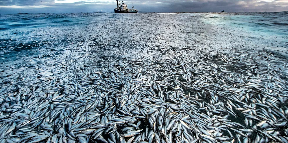 Innstramming av fiskevkotar er eit eksempel på underskot på bioressursar som fiskerinæringa må handtere. Korleis er vi rusta til å takle dette, spør Katrine Vestbøstad, prosjektleiar i NCE Blue Legasea.