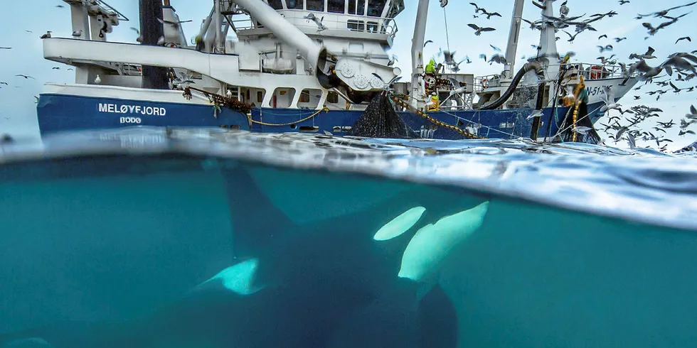 BLINKSKUDD: Spekkhogger svømmer under sildebåten «Meløyfjord». Et av Audun Rikardsens fotografier som høster mye ros verden over. Nå har forskeren vunnet en ekstra gjev pris.
