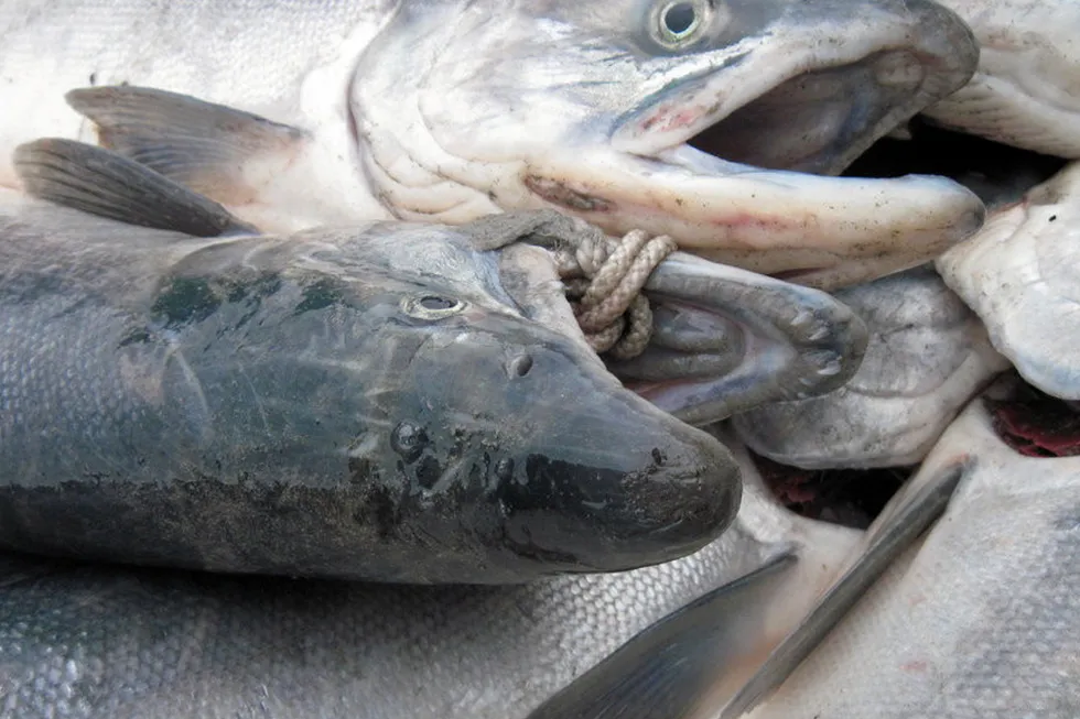 Salmon prices in Bristol Bay are set for a steep decline.