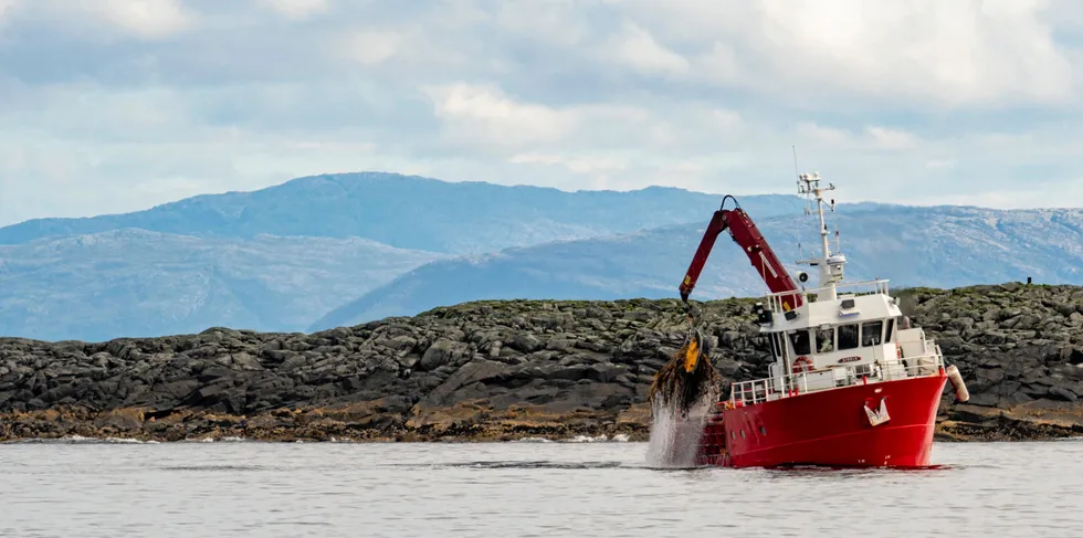 Taretråling sør på Helgeland ble tillatt fra 1. juli 2022. Her høster tråleren Sjøalg tare utenfor Horsværet.