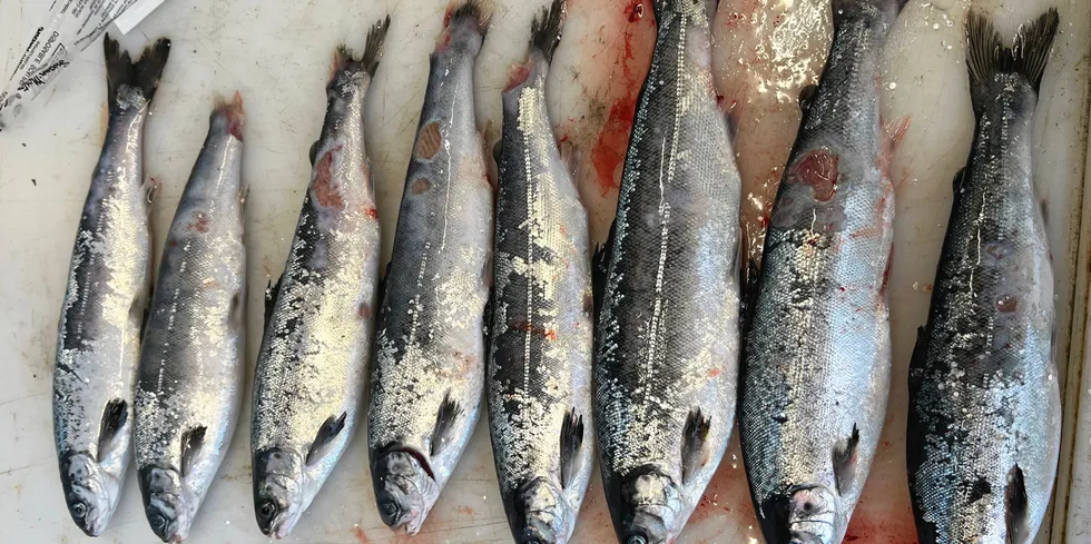Angrep av perlesnormaneter er en av årsakene til at fisk blir skadet, og nedklasset til såkalt produksjonsfisk. Dette bildet er ikke Mowi sin fisk, men viser eksempel på tilsvarende fisk fra et annet anlegg som ble angrepet i vinter.