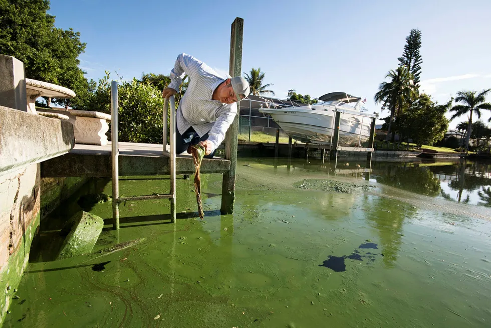 Fiskeguiden Chris Wittman i Captains for Clean Water undersøker giftige alger i en kanal i Cape Coral, Florida.