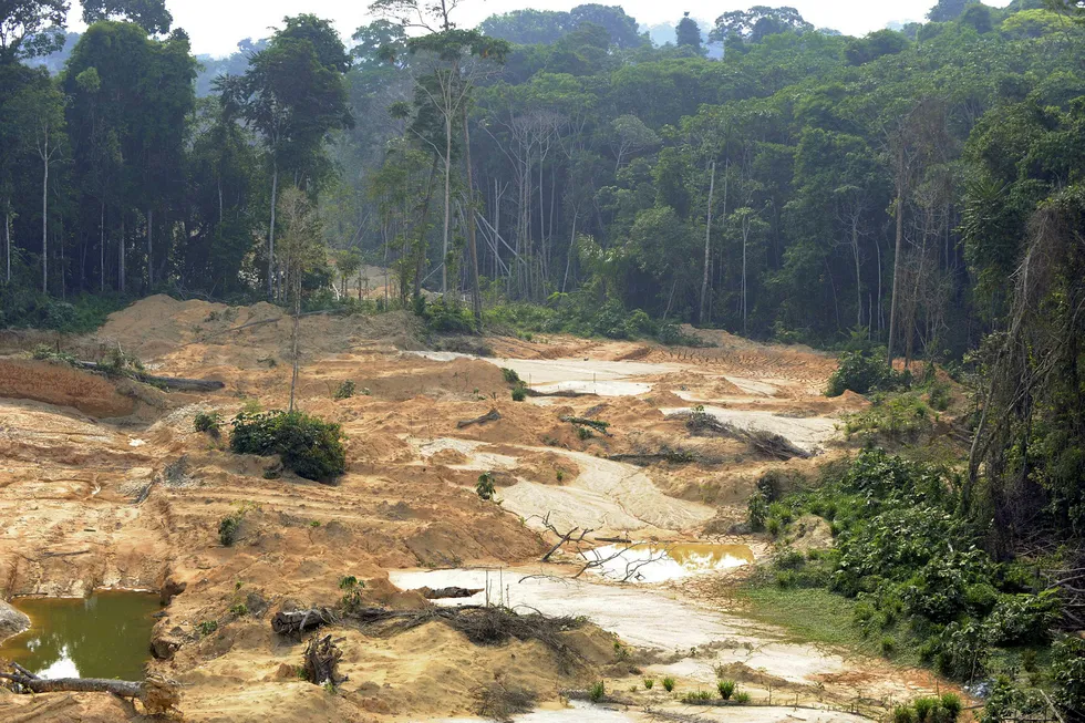 Økt bruk av biodrivstoff kan bli katastrofalt for regnskogen hvis man ikke unngår bruk av palmeolje, viser ny rapport. Foto: Antonio Scorza/AFP photo/NTB Scanpix