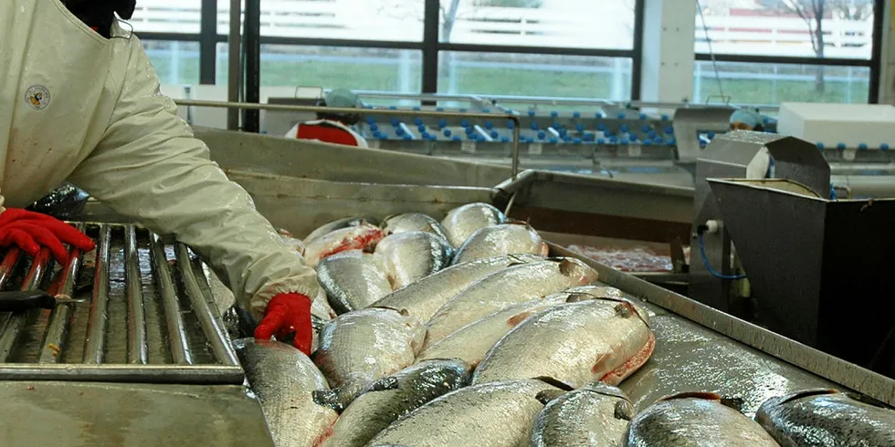 PERMITTERINGER: Det blir permitteringer ved slakteriet til Ellingsen Seafood på Skrova i Lofoten.