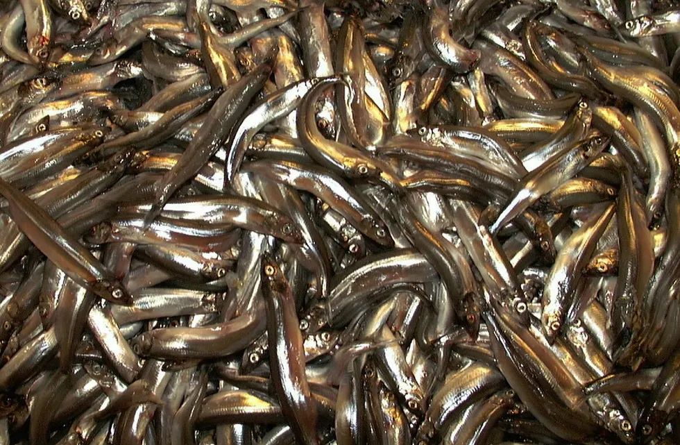 Lodde-priser er unntaket fra prisfallet på fisk fra pelargisk sektor. Dette er en arktisk laksefisk, som blir mellom 15 og 30 gram. Japanerne liker hunlodda saltet, røkt og tørket, som snacks. Foto: VEIGÅRD, ERIK