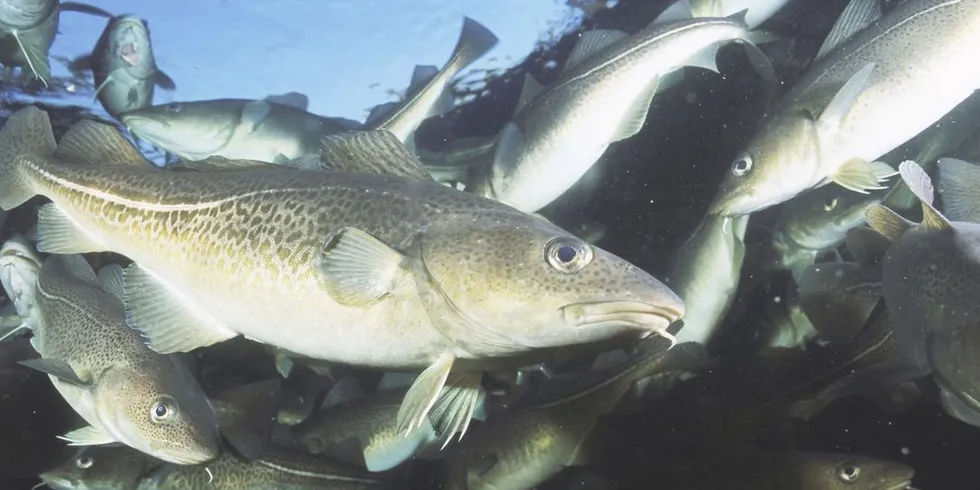 Ordningen med levendelagring må gjøres slik at både fiskerne, mottakene og markedet ser verdien av satsingen. Foto: Mikaela Berg, DN