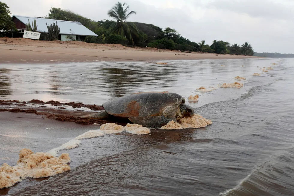 Quick exit: A green sea turtle, known locally as the krape, returns to the ocean from Galibi nature reserve in Suriname