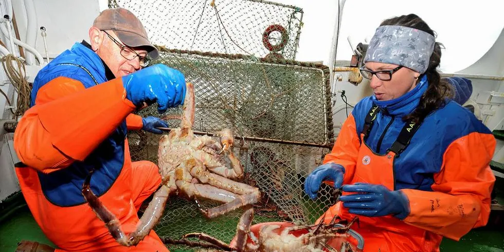 KVOTERÅD: Årets kongekrabbetokt er overstått. Nå skal forskerne gjennomgå dataene før de kan gi sitt kvoteråd for 2019.Arkivfoto: Gunnar Sætra/Havforskningsinstituttet