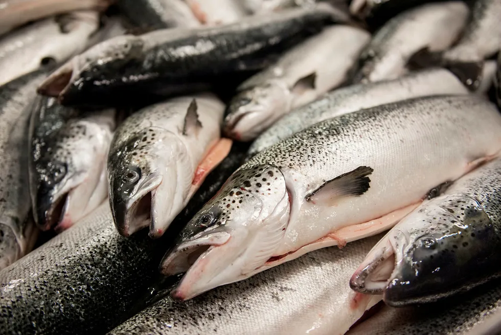Bakkafrost, Marine Harvest og Norway Royal Salmon fikk over 30 kroner i margin i tredje kvartal. Foto: Per Ståle Bugjerde