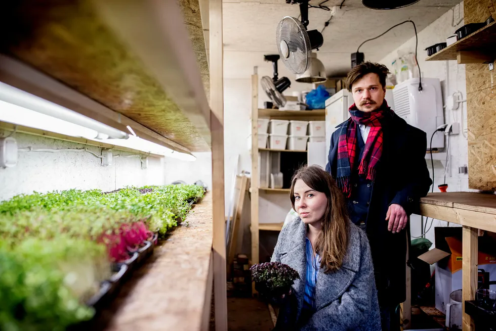 Ekteparet Kamil og Barbara Slowik fra Polen driver den lille bedriften Smågrønt. De to dyrker småplanter i fraktcontainere som de leverer til restauranter. Foto: Tommy Ellingsen