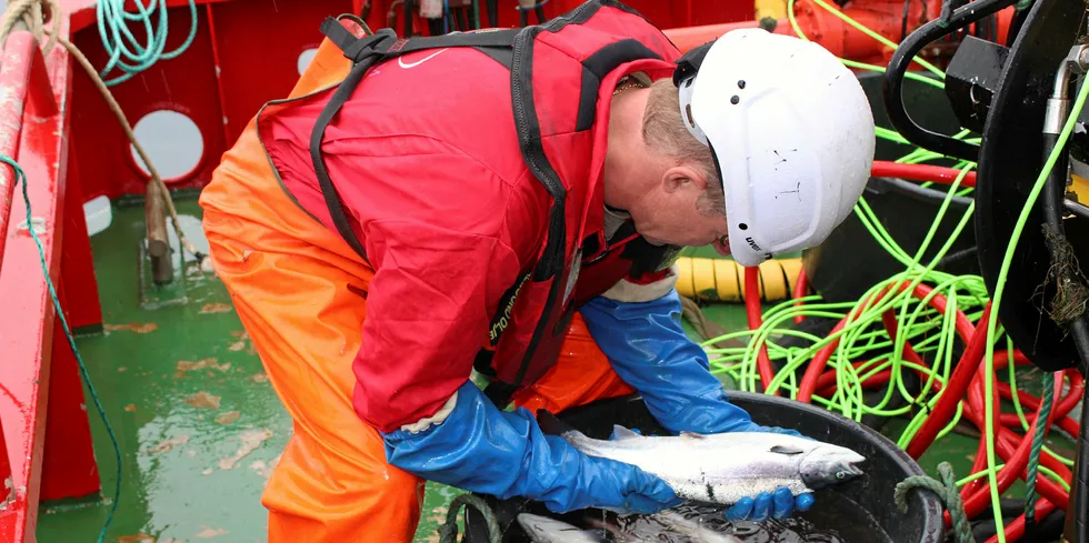 LUSEUTFORDRING: Sjømat Norge mener næringen og Mattilsynet ikke vet nok om fiskehelsemessige negative konsekvenser om termisk avlusing skal utfases innen to år. På dette bildet er det lusetelling som foregår.