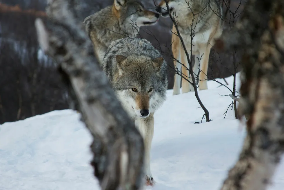 Det blir stadig påstått at tap av sau til ulv og andre rovdyr utgjør en alvorlig trussel mot sauehold i Norge, sier forfatteren. Disse er fra Polar Park i Bardu. Foto: Inger E. Berg
