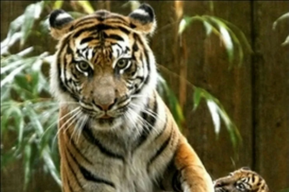 Sumatran tigers on the hunt as is Bass