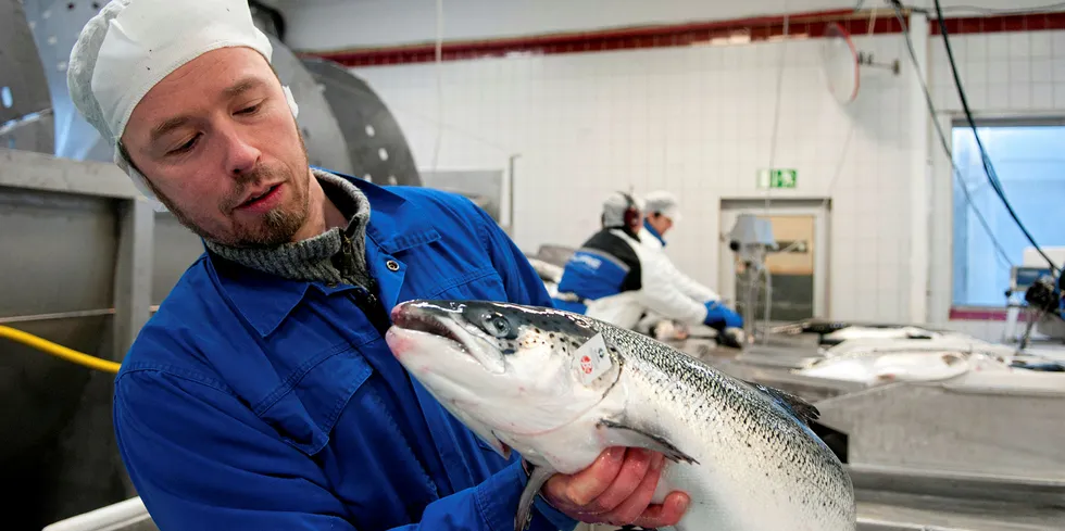 Lakseeksporten aukar. Her eit glimt frå Norwegian Pure Seafood på Averøy.