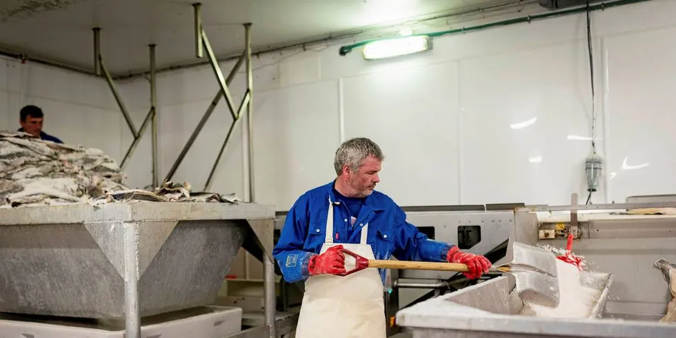 OPPGITT: Produksjonsarbeider Ronny Simonsen sorterer klippfisk på fiskebruket Jangaard Export. Klippfisk-sjef Knut Haagensen frykter mindre fisk til auksjon til slutt vil ta bort grunnlaget for å drive industri på land.Foto: Skjalg Bøhmer Vold