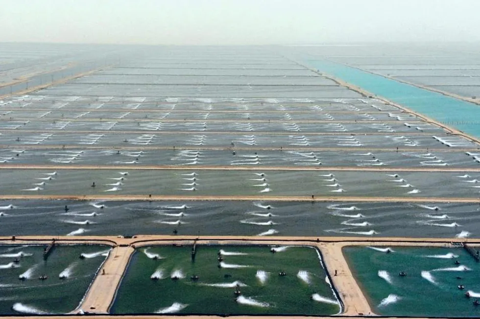 "The strategic partnership aligns with SALIC's objectives of achieving national food security goals," SALIC Chairman Abdulrahman bin Abdulmohsen Al-Fadley said. The photo is a picture of Naqua's shrimp farms in the Saudi desert.