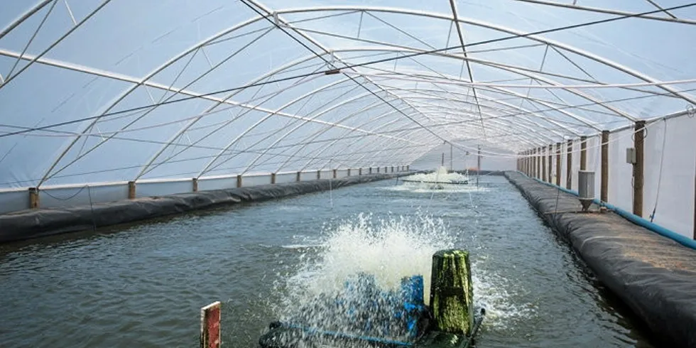 Brazilian shrimp producers have been ramping up production in recent years boosted by domestic demand.