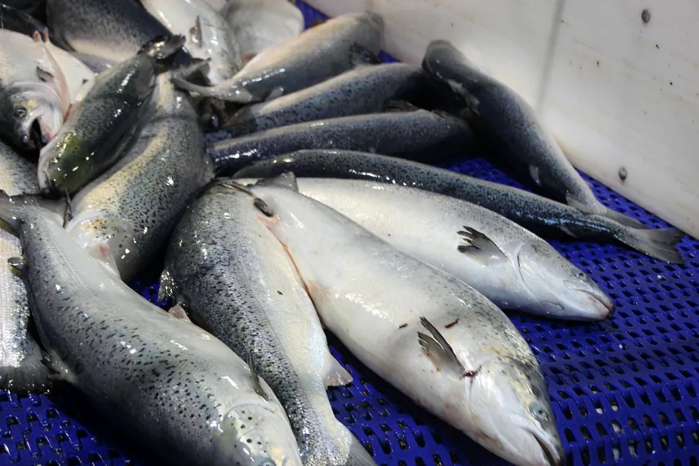 Fresh farmed salmon prices keep climbing.