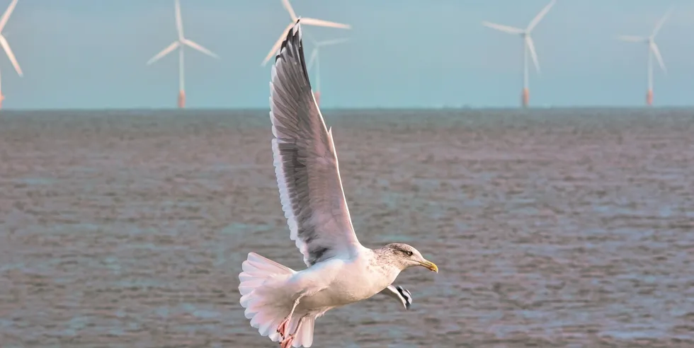 Bird protection has emerged as a key issue for offshore wind.