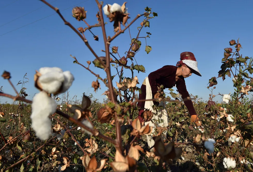 Blue sky and sun: An Uzbek woman picks cotton buds at a cotton plantation in the village of Birlik some 20 kilometres from the Uzbekistan's capital Tashkent that enjoys an average of 2870 hours of sunlight per year of possible 4383 hours