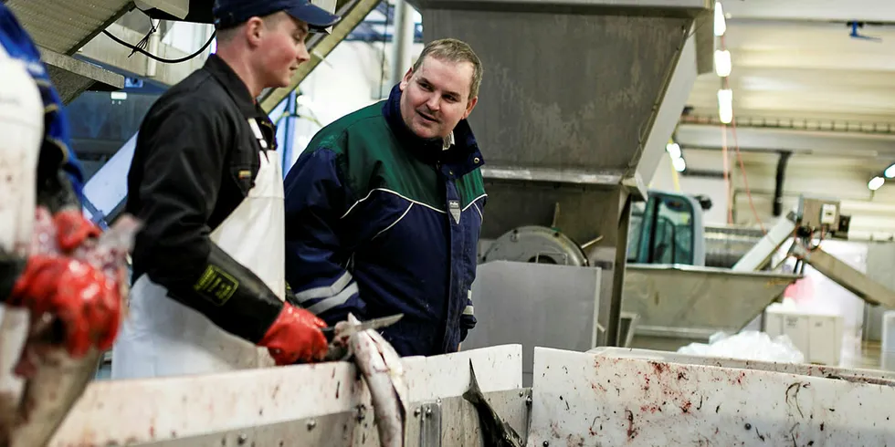 BARE UTLENDINGER: Det jobber stadig færre nordmenn i norsk fiskeindustri, ei heller i Nergård. Her sløyer Tomas Zimborski (f.v.), Daniel Tscarnoz, daglig leder Roy Mienna, Adam Kadlowski og Daniel Florkiewiz fisk i Nergård.