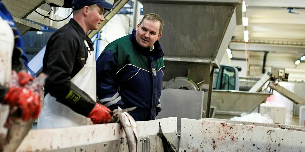 NERGÅRD: Tomas Zimborski, Daniel Tscarnoz, formann Roy Mienna, Adam Kadlowski og Daniel Florkiewiz sløyer fisk på fiskebruket Nergård Breivikbotn på Sørøya i Finnmark.