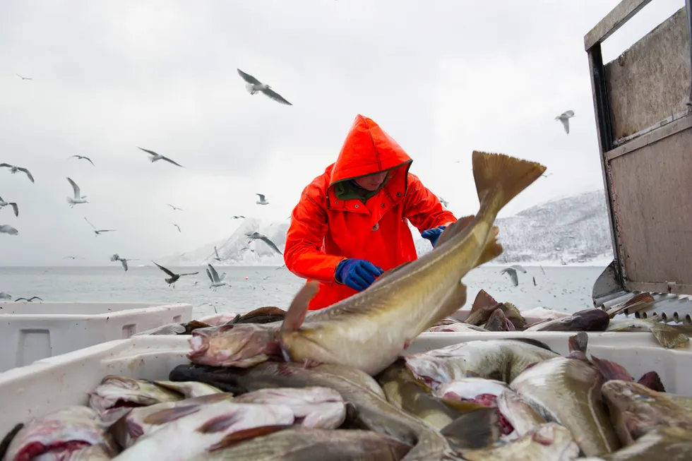 I dag sendes nær halvparten av all torsk ubearbeidet ut av landet, skriver artikkelforfatteren. Her håndteres skrei ombord «Mjosund» i 2017-sesongen.