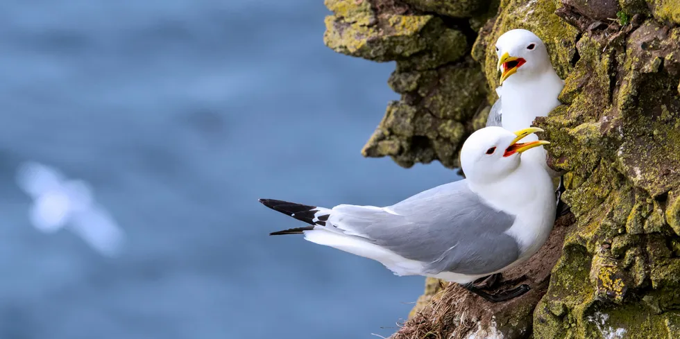 Black-legged kittiwakes nesting on a rock ledge, a species bird groups in the past have said could face risks from offshore wind turbines.
