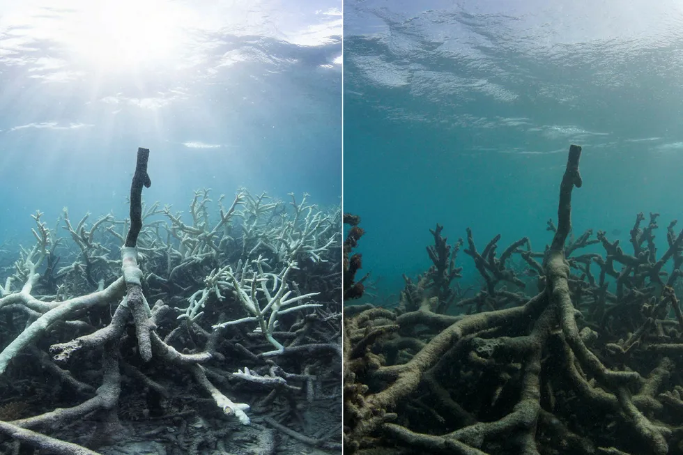 Disse to bildene er tatt i henholdsvis mars og mai 2016. På to måneder ble korallene ødelagt av bleking på Lizard Island som er en del av Great Barrier Reef i Australia. Foto: Richard Vevers og Christophe Bailhache/AP/NTB Scanpix