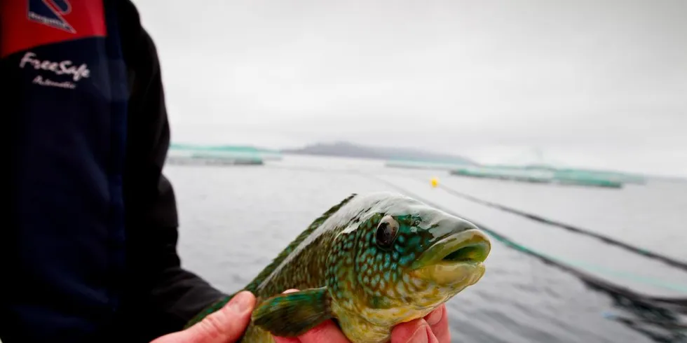 Forskere prøver å finne metoder for å finne ut hvor mange lus leppefisken spiser, uten at den må bøte med livet. Foto: Eivind Senneset, DN