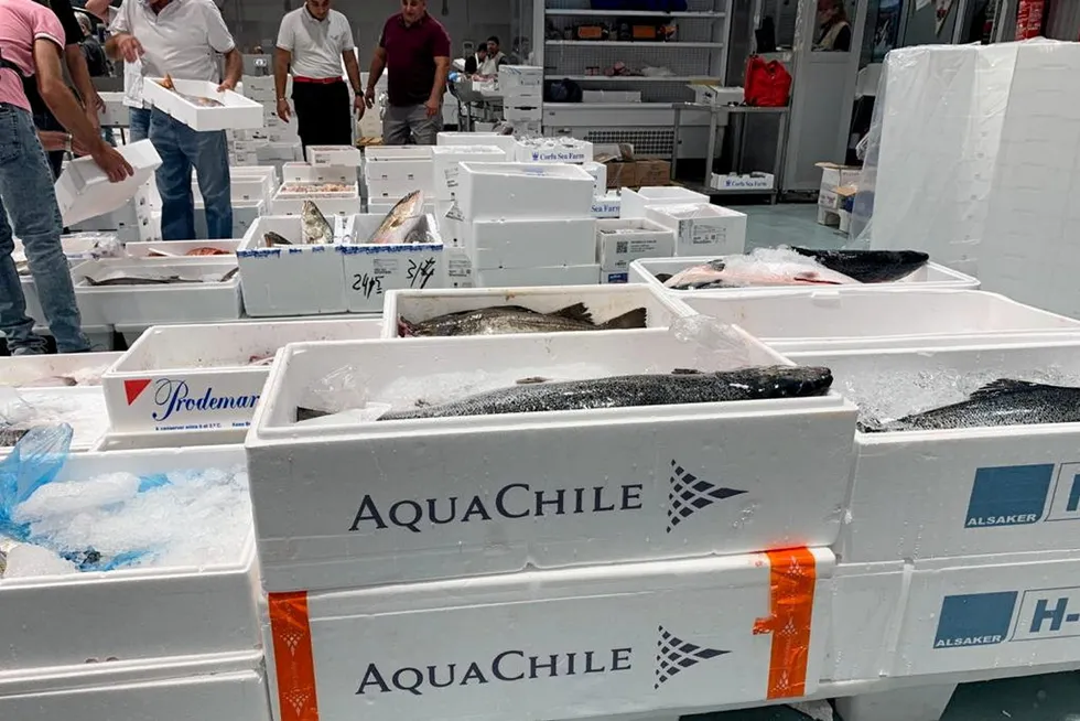 AquaChile owner expects prices to remain strong.