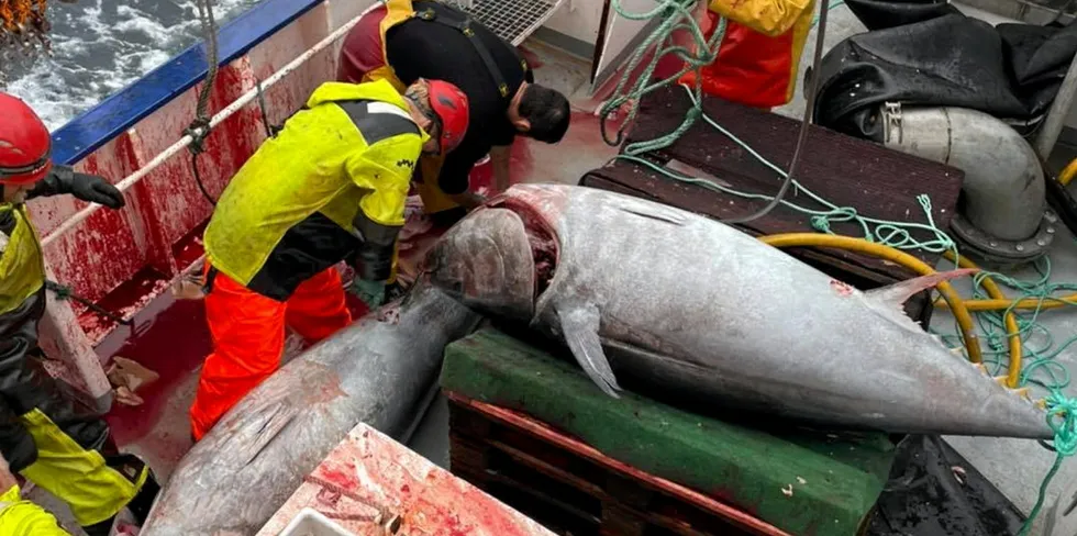 «Spjæringen» har solgt nesten all fisken til både inn- og utland.