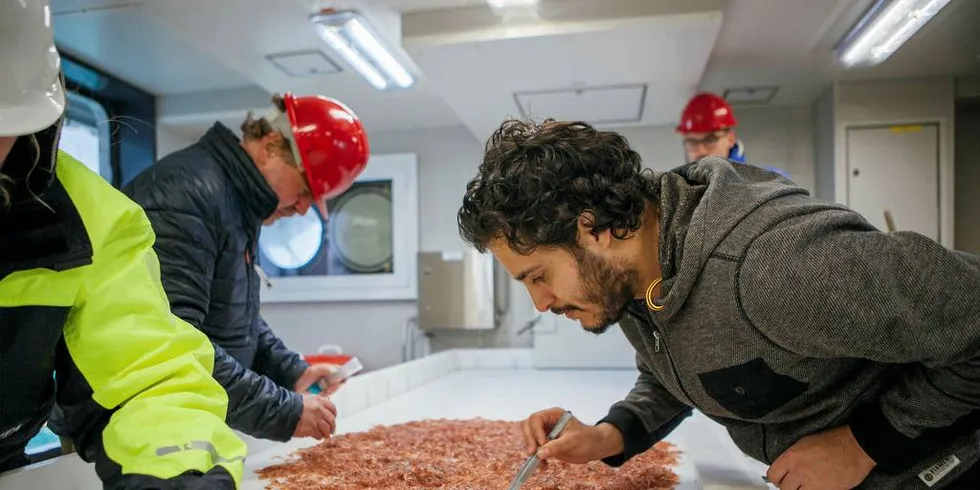 Moglegheitene er så mykje større til dømes på hos dei som lever av primærprodusentane slik som dyreplankton som vi så vidt har starta litt hausting av (kril og raudåte). Her sorterar forskarar og studentar fisk for seg og kril for seg.Illustrasjonsfoto: Foto: Oda Linnea Brekke Iden/Havforskingsinstituttet