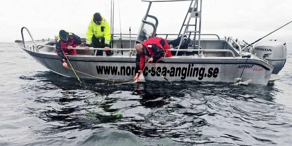 FISK DUMPES: Turistene dumper mye fisk i havet, fisk som aldri vil overleve «catch and release». Hittil i år er det blant annet dratt opp 35.651 uer, ifølge rapporteringer fra turistfiskeanlegg. 6523 uer er sluppet ut igjen. Ueren er en art som har null sjanse til å klare seg etter den er fisket.Foto: Edmar Schaug-Pettersen