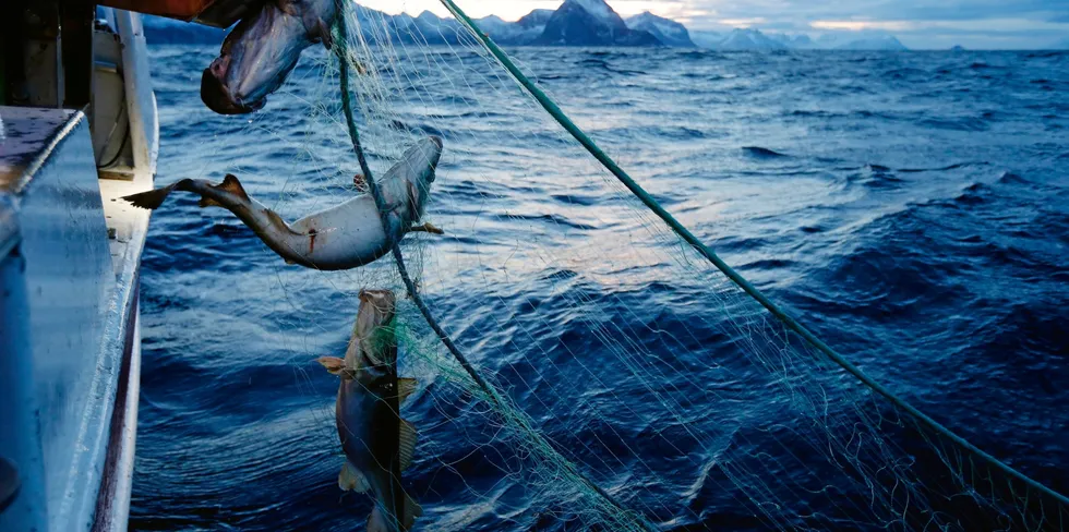 Norge eksporterte både mer fryst og fersk torsk i november.