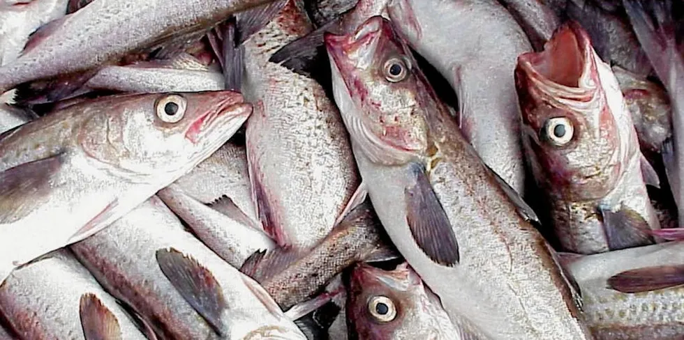 Between 95 percent and 97 percent of Russia’s 2022 total allowable catch (TAC) for pollock in the Sea of Okhotsk could be used this year, said the PCA.