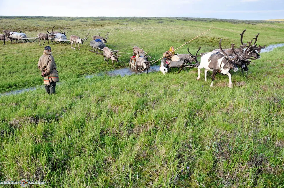 Moving forward: a caravan pulled by reindeer, crosses a spring on the Yamal Peninsula in West Siberia, Russia