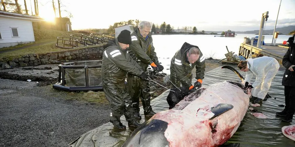 PLASTHVALEN: I Norge har den såkalte «plasthvalen » mye av den tvilsomme æren for å sette plast i havet på dagsordenen. I januar 2017 ble en seks meter lang gåsenebbhval skyllet land på Sotra ved Bergen. Det er i statsbudsjettet for 2019 bevilget 500 millioner kroner til kampen mot marin forsøpling.Foto: Terje Lislevand/Universitetet i Bergen