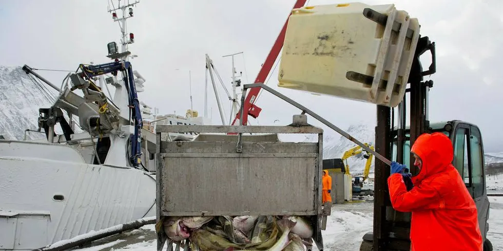 FLYTTES: Skreien kommer inn til Norway Seafoods avdeling Tromvik. Nå vil Ap i Sametinget ta plikttorsken fra trålerne og gi den til kystflåten under 15 meter. Urealistisk, mener Fiskeribladet.Foto: Ingun A. Mæhlum