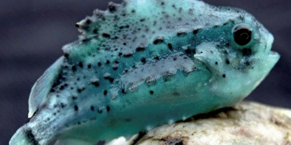 Lumpfish is one of the non-medical alternatives used in Scotland to combat sea lice.