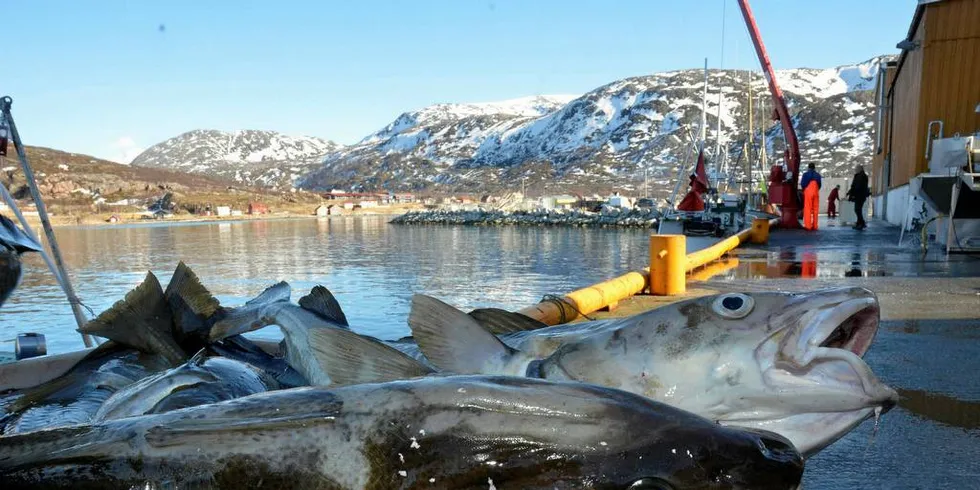 Kystfiskarlaget regner med at havfiskeflåten også i år er avhengige av overføring fra kystflåten for å få fisket opp sine torskekvoter. Ut ifra dette mener de det er naturlig at deler av torskekvoten til havfiskeflåten refordeles til kystflåtenIllustrasjonsfoto: Rune Ytreberg, DN