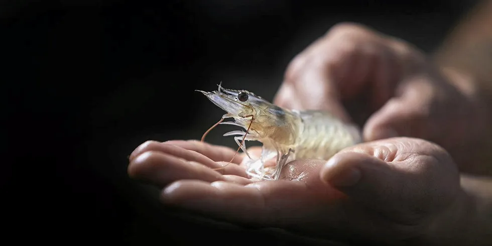 Noray Seafood satser på rekeoppdrett og har hentet inn penger til ytterligere satsing.